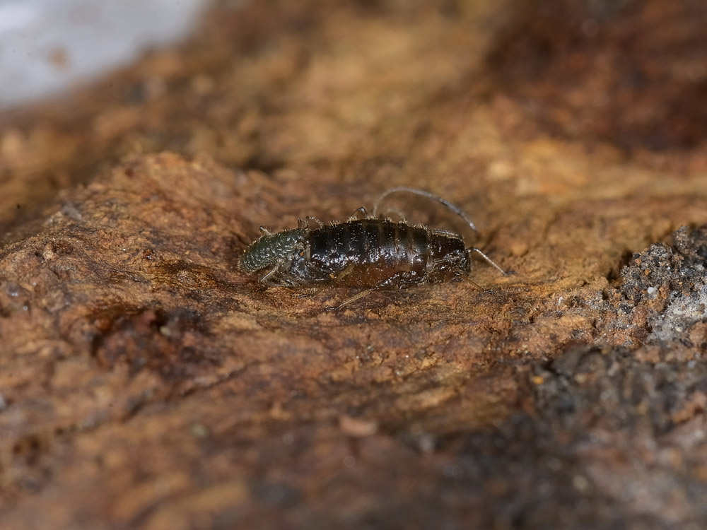 Stomaphis cfr quercus: fabbrica ad alta  riproduzione